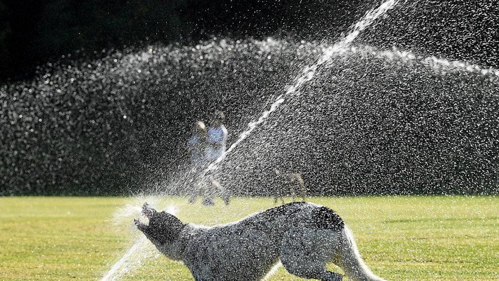 Ein Hund geniesst die Abkühlung in einem Park in Sydney - der Südosten Australiens leidet unter einer extremen Hitzewelle mit Temeraturen von weit über 40 Grad.