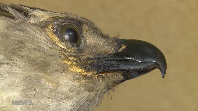 Schräger Vogel klaut seltene Federn