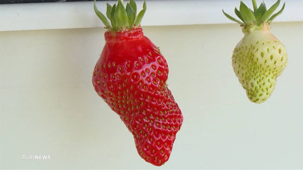 Ernte-Hochsaison: Bis zu 700 Kilo Erdbeeren täglich
