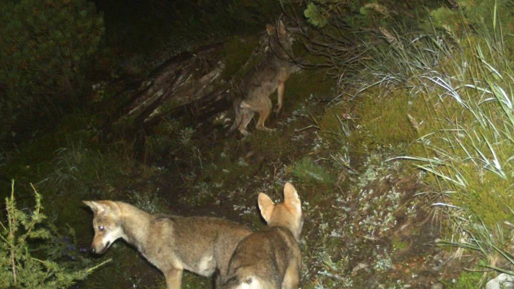 Jungwölfe des Bündner Calandarudels tappten in eine Fotofalle. (Archivbild)