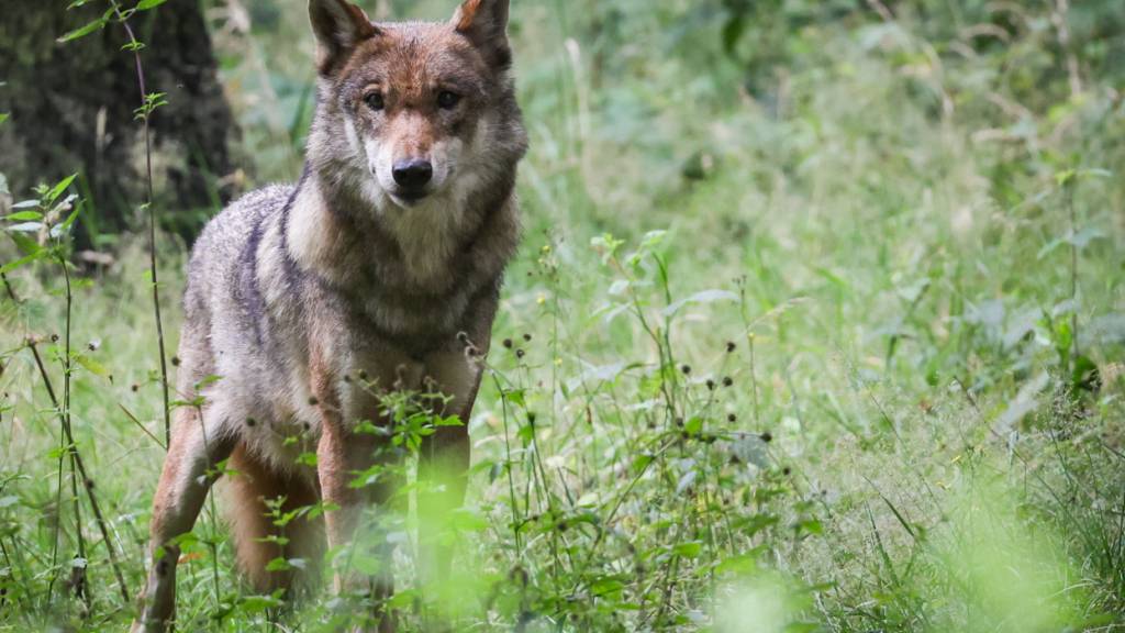 Möglicherweise streift erneut ein Wolf durch den Kanton Zürich