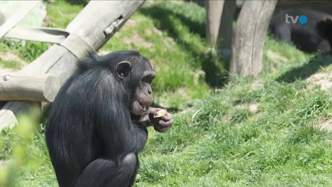 Ostschweizer Zoos kämpfen ums Überleben