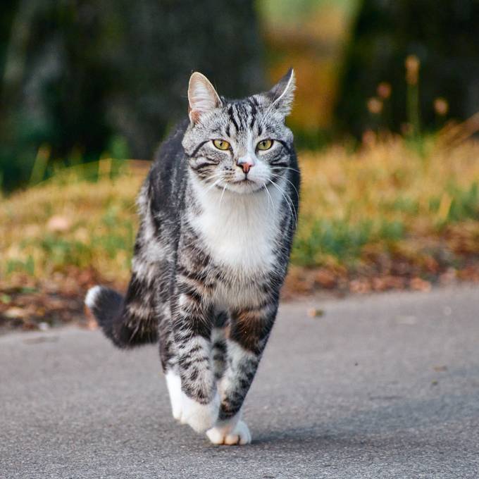 Zürcher Kantonsrat will freilaufende Katzen kastrieren und mit Chips versehen