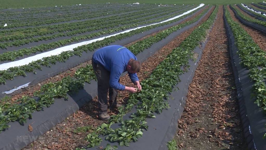 Berner Bauern fehlen ausländische Erntehelfer