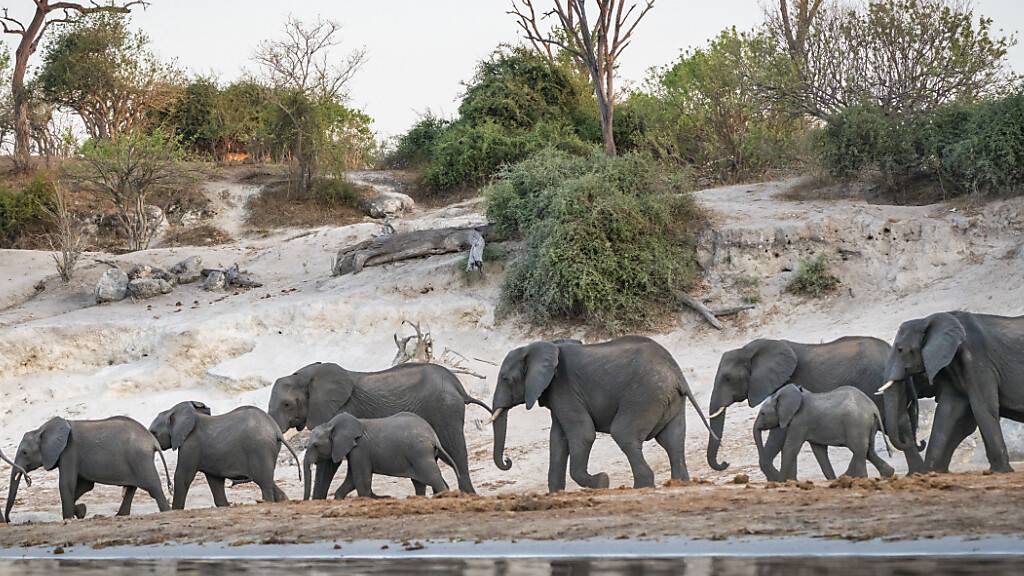 Botswana Präsident droht mit Abschuss von 20'000 Elefanten
