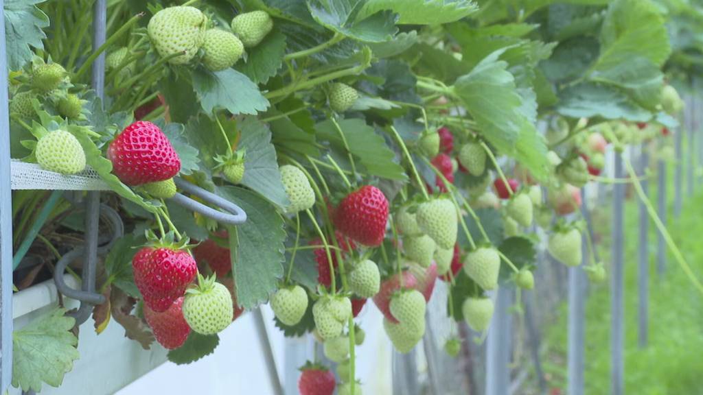 Es ist wieder Erdbeeren-Zeit