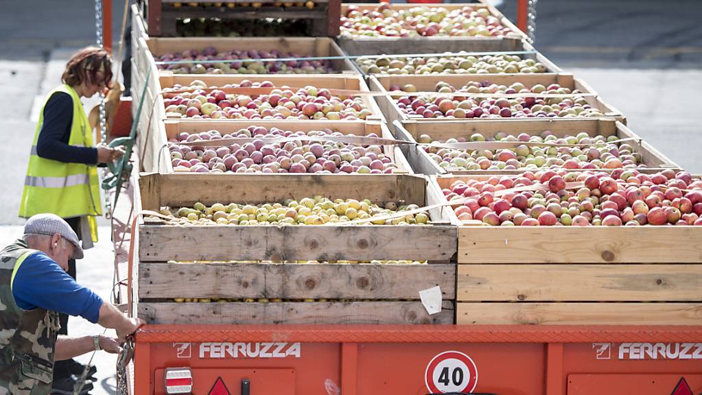 Die Apfelernte 2022 beginnt früher als üblich: Anlieferung von Mostäpfeln in der Mosterei Sursee. (Archivbild)