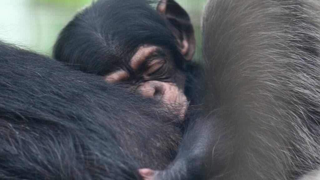 Im Walter Zoo in Gossau SG ist am 13. Januar 2025 ein Schimpansen-Baby zur Welt gekommen. (Symbolbild)