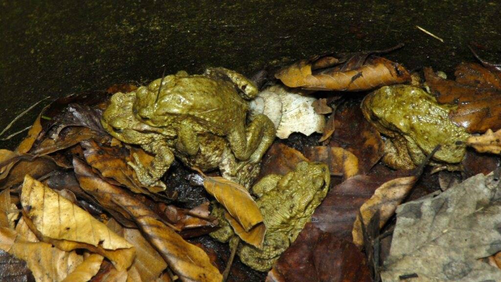 Die Baudirektion soll aufzeigen, wie Kleintiere vor einem langsamen Tod in Schächten, Pools und Regentonnen bewahrt werden können. Im Bild Kröten, die in einen Schacht fielen. (Archivbild)