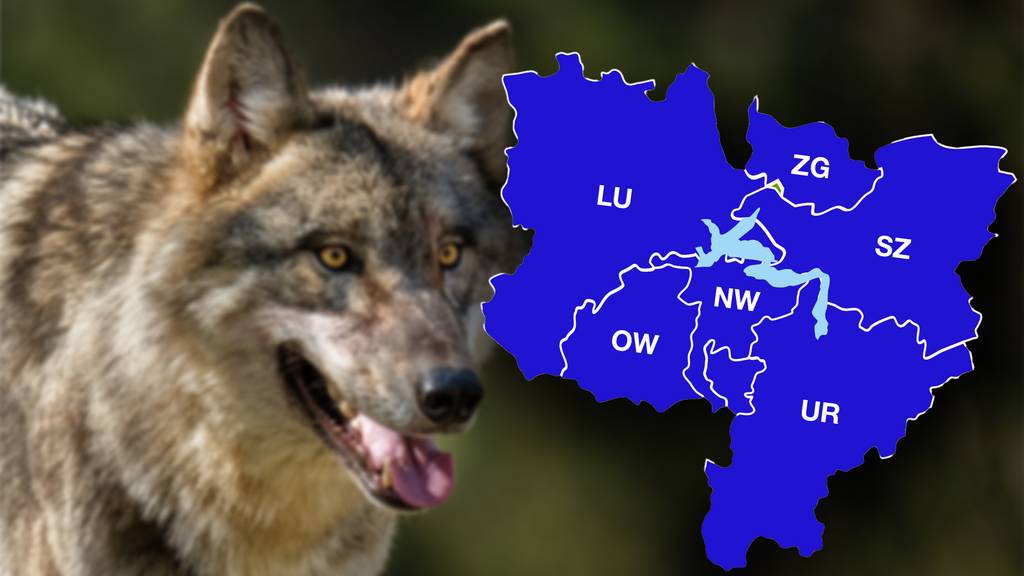 Der Wolf ist auch in der Zentralschweiz ein Problem. Trotzdem sind sich die Kantone nicht ganz einig, inwiefern er reguliert werden soll.
