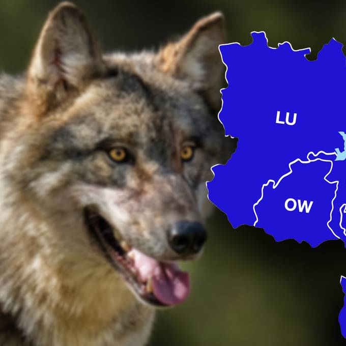 Kritik an geplanter Wolfsverordnung – trotz diverser Risse