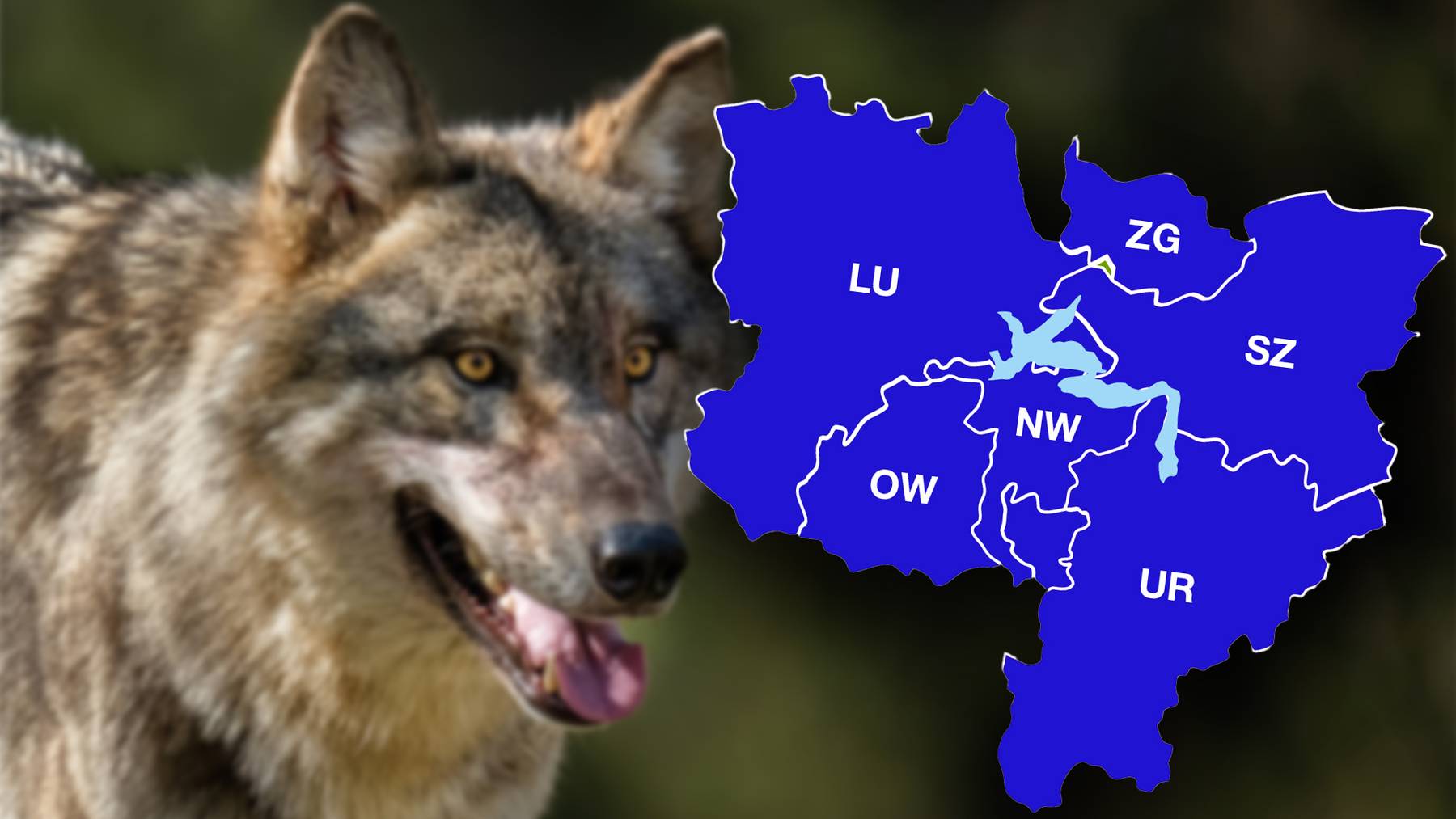Der Wolf ist auch in der Zentralschweiz ein Problem. Trotzdem sind sich die Kantone nicht ganz einig, inwiefern er reguliert werden soll.