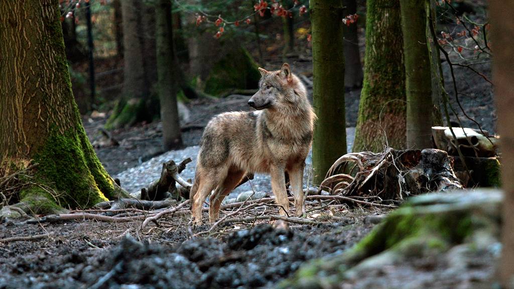 Ein Wolf ist bei Bonaduz von einem Zug der Rhätischen Bahn erfasst und getötet worden.