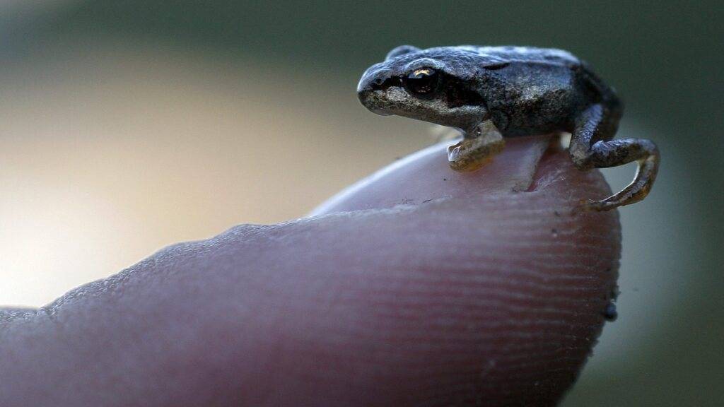 Der Grasfrosch gerät in den tiefen Lagen unter Druck