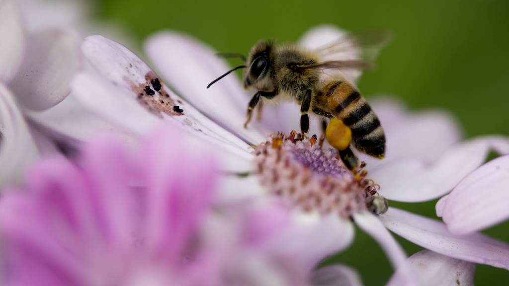 Schutzprojekt für Bienen