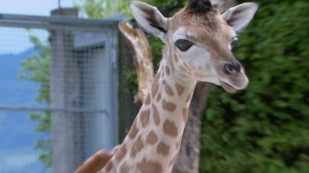 Knies Kinderzoo: Giraffenbaby erobert Herzen