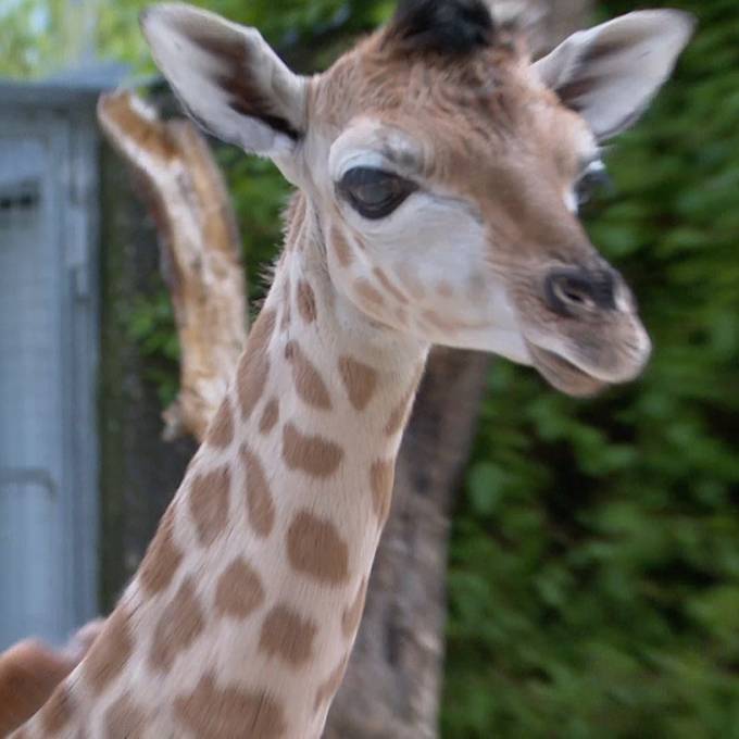 Knies Kinderzoo: Giraffenbaby erobert Herzen