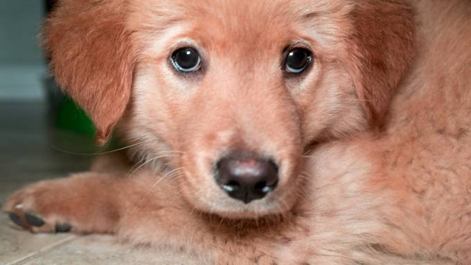 Hunde setzen Mimik bewusst ein