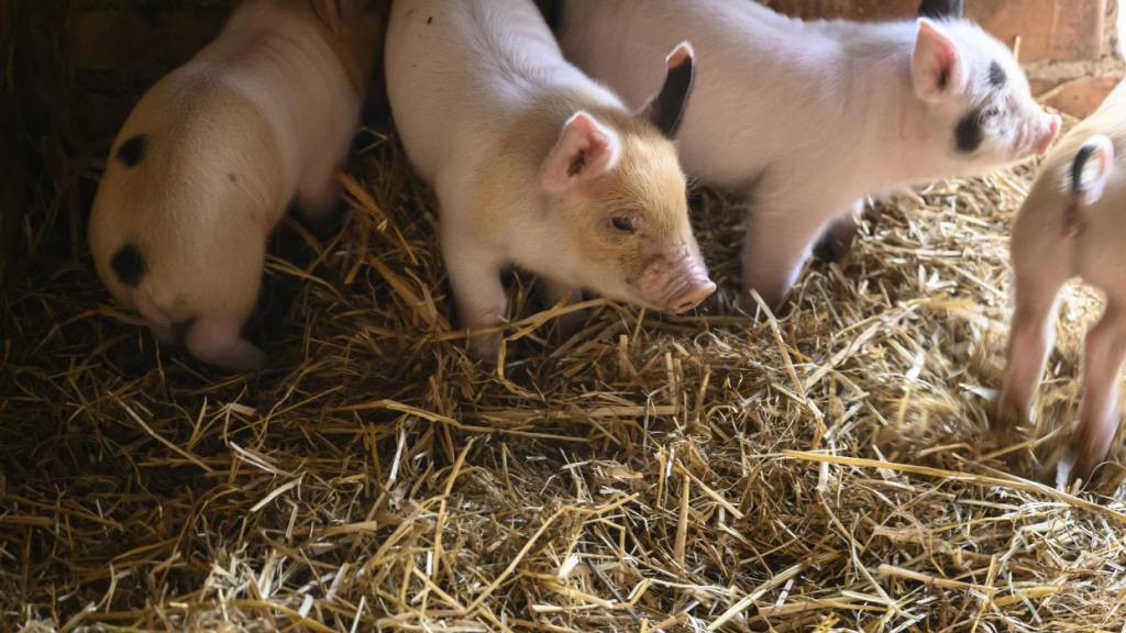 Kantone müssen Schweinezuchtbetriebe wegen Lungenkrankheit räumen