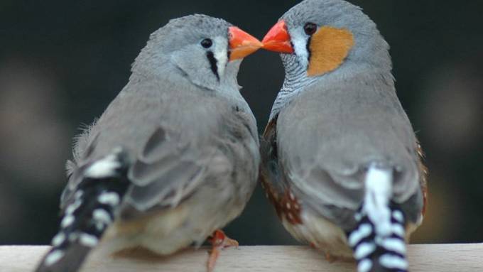 Eine Liebesheirat unter Zebrafinken bringt mehr Nachwuchs