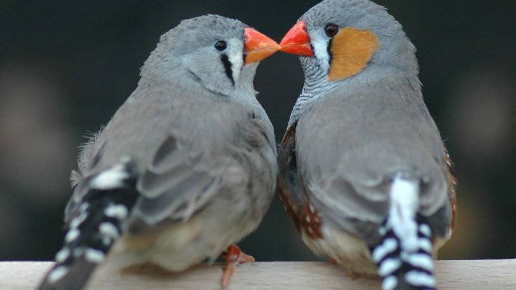 Zärtliches Schnäbeln: Finden sich Zebrafinken-Paare selber, haben sie mehr Nachwuchs als Artgenossen, die unter Zwang zusammengebracht worden sind.