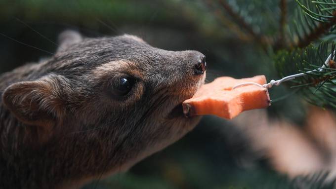 Zoo-Tiere kriegen «Gschänkli»