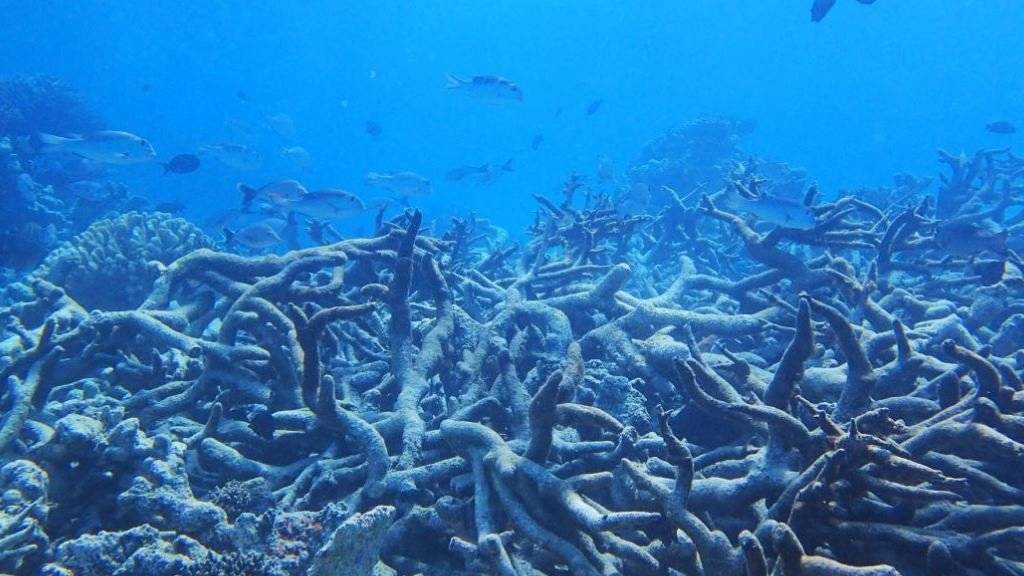 Abgestorbene Hirschgeweihkorallen vom nördlichen Great Barrier Reef, Oktober 2016.