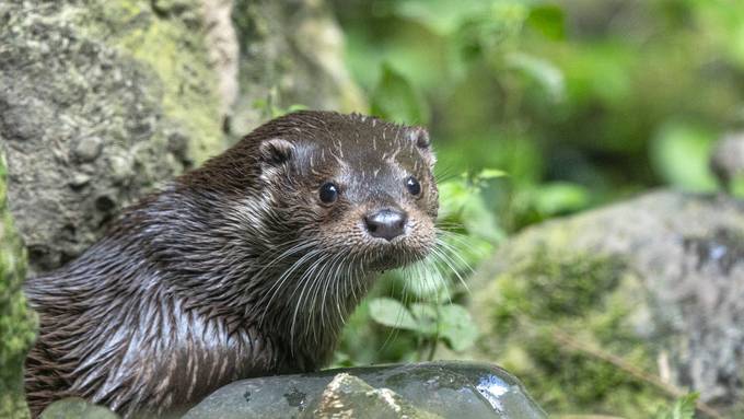 Neues Fischotter-Weibchen im Zoo Zürich begeistert Gross und Klein