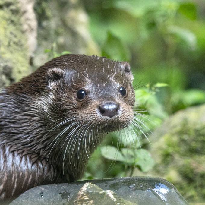 Neues Fischotter-Weibchen im Zoo Zürich begeistert Gross und Klein