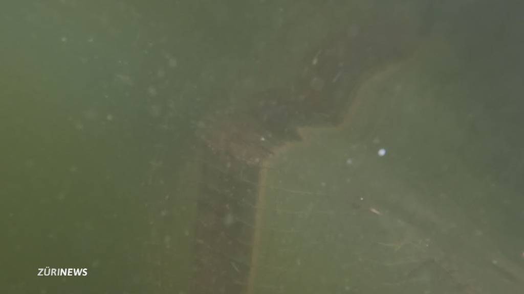 Wildhüter jagen Schildkröten an Zürcher Grenze