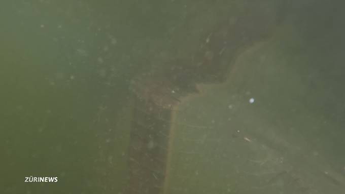 Wildhüter jagen Schildkröten an Zürcher Grenze