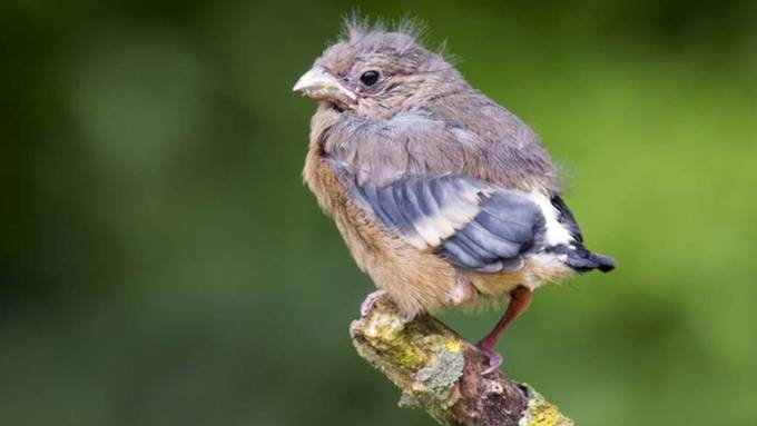 Vogelwarte Sempach: Hände weg von Jungvögeln