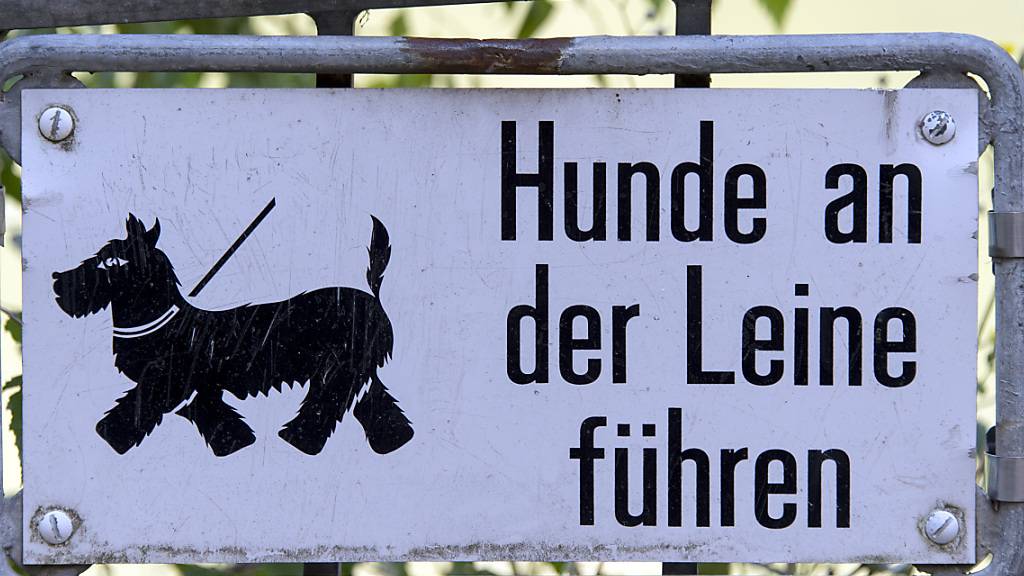 Mit dem neuen Jagdgesetz gilt vom 1. April bis 31. Juli Leinenpflicht im Wald und am Waldrand. (Symbolbild)