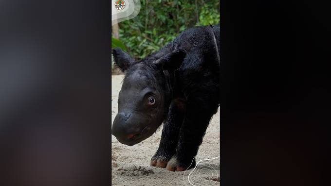 Seltenes Sumatra-Nashorn in Indonesien geboren