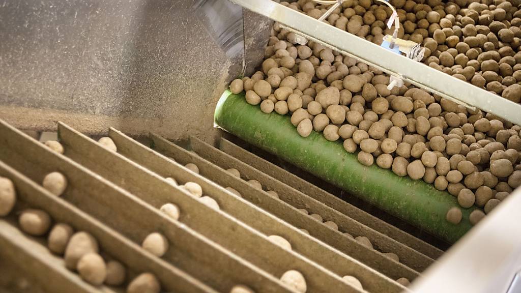 Vor allem bei den verarbeiteten Kartoffeln - wie hier für Chips - sind grosse Fehlmengen zu erwarten. (Archivbild)
