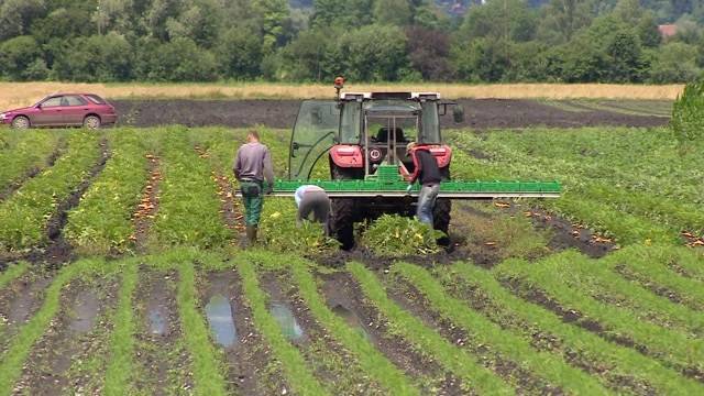 Massive Ernteausfälle wegen Regen