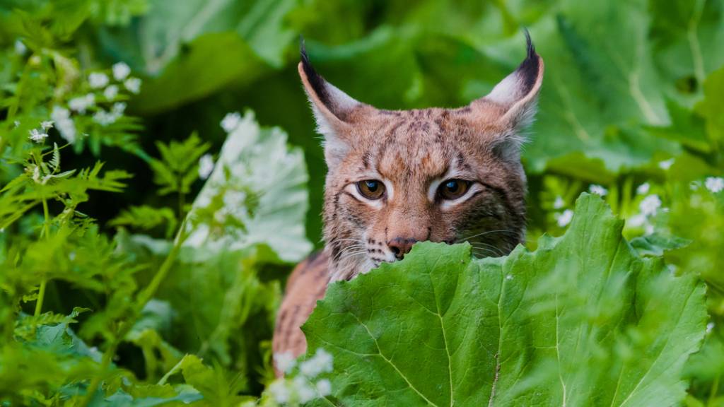 Luchs in der Schweiz trotz Comeback weiter unter Druck