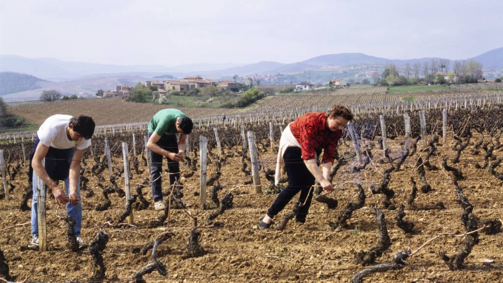 Landwirte in Frankreich, hier in einem Beaujolais-Weinberg bei Oingt, erhalten nach dem extremen Hitzesommer Milliardenhilfen vom Staat. (Archivbild)
