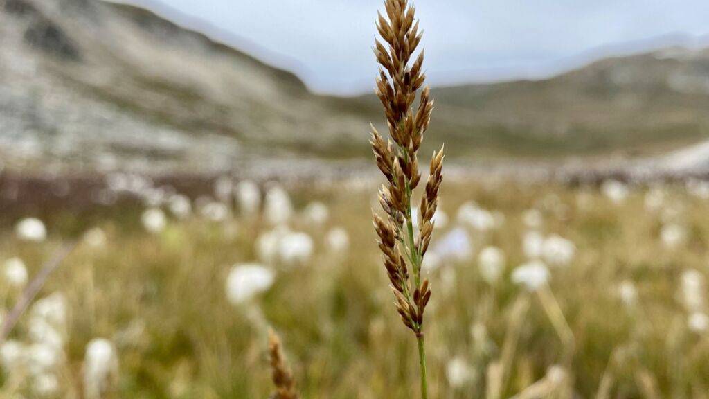 Die Gras-Art Calamagrostis lonana wurde kürzlich unterhalb des Pas de Lona im Val d'Anniviers VS entdeckt.