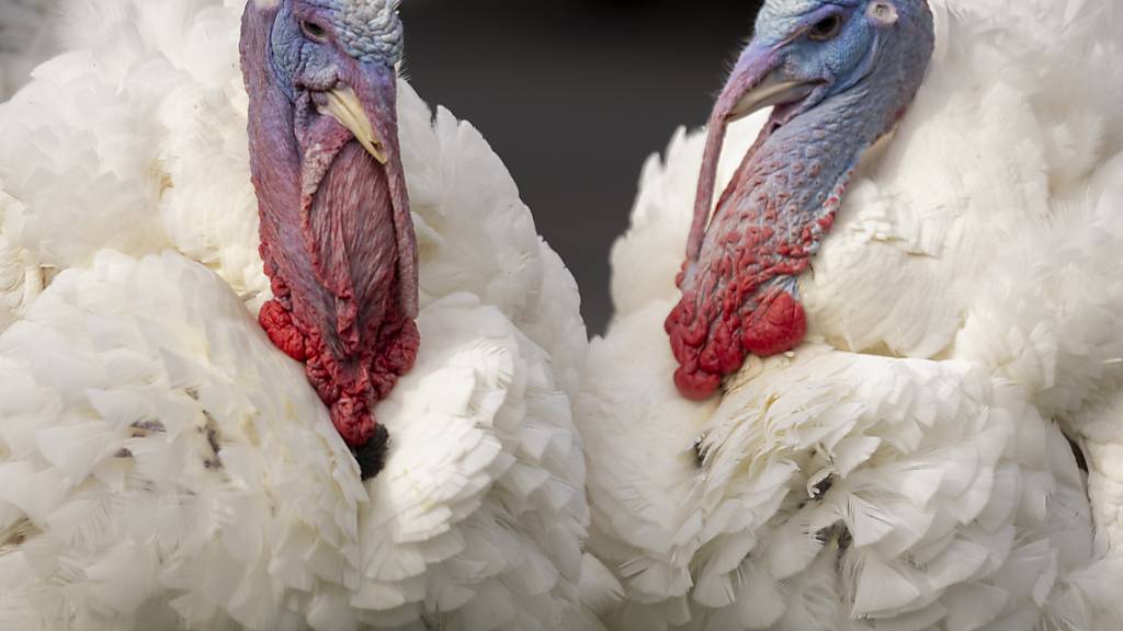 Sie wurden von US-Präsdident Biden begnadigt: Die Truthähne Liberty und Bell vor der Zeremonie in Washington. Foto: Andrew Harnik/AP/dpa