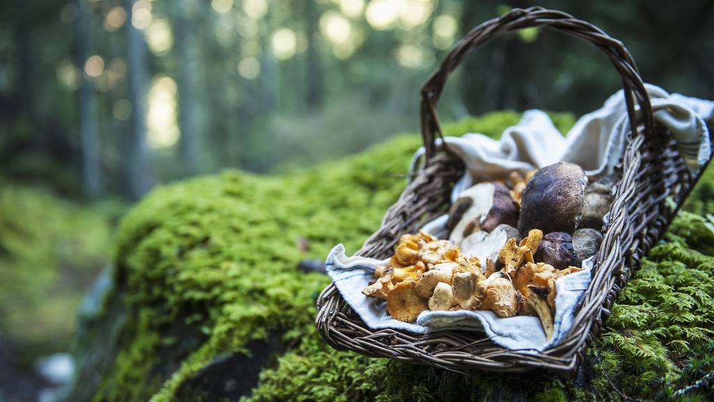 In Zürcher Wäldern spriessen viele Pilze aus dem Boden