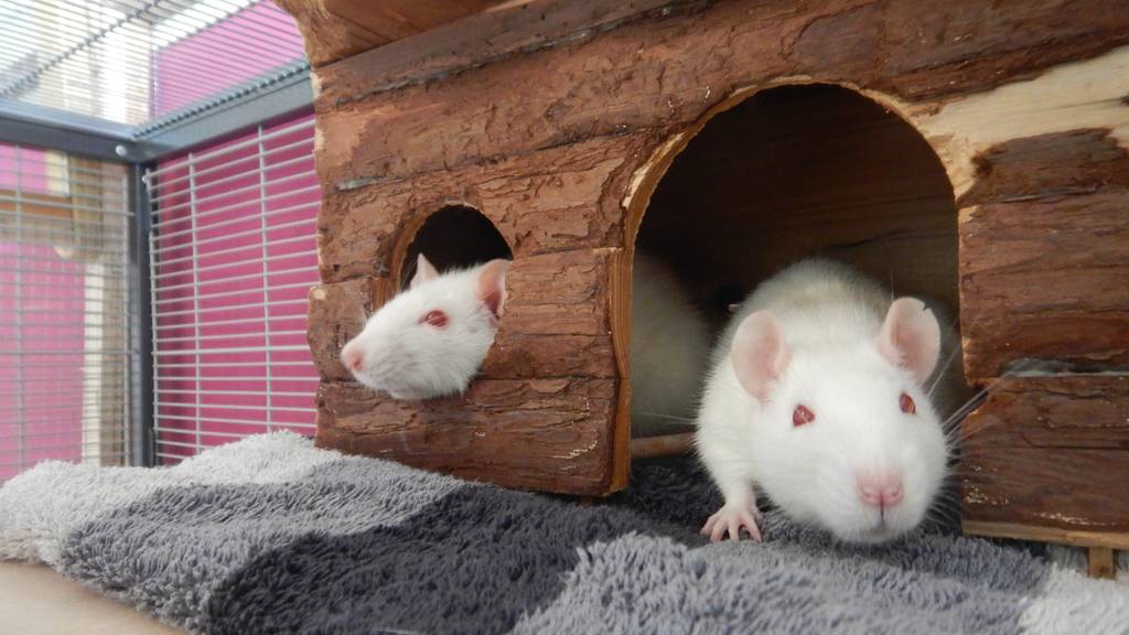 Frau Iseli, Frau Schruppatelli & Whitey