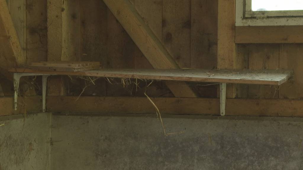 77 Meerschweinchen getötet: Spendenaktion für Nagerheim