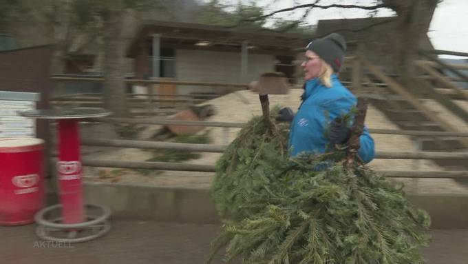 Im Zoo Hasel freuen sich die Tiere über jeden Weihnachtsbaum