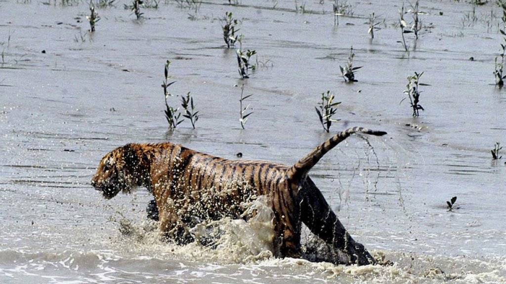 Ein bengalischer Tiger bei der Überquerung eines Flusses in den Sundarbans. Die Zahl der Raubkatzen in Bangladesch ist stark zurückgegangen. (Archiv)