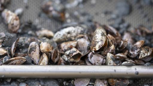 Reinigungspflicht für Bodensee-Boote könnte kommen