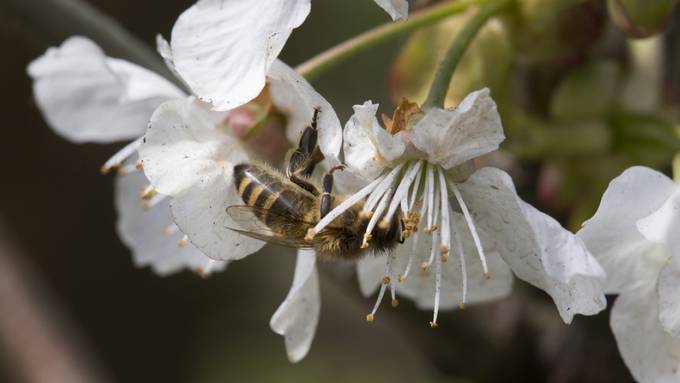 Sinkender Bestand an Wildbienen bedroht Ernten in Nordamerika