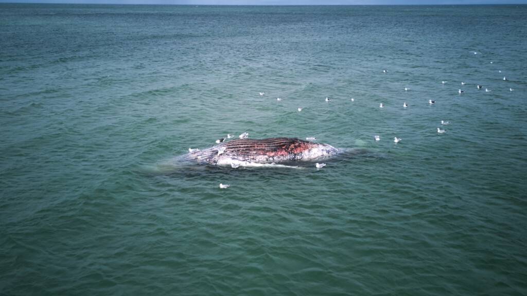 dpatopbilder - Ein toter Wal liegt vor der dänischen Insel Anholt. Foto: Marcus Golejewski/dpa