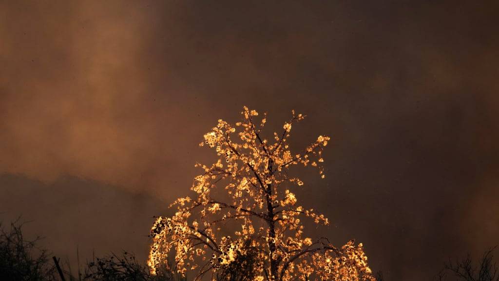 dpatopbilder - Ein Baum brennt bei einem Waldbrand in der Stadt Patras im Westen Griechenlands. Foto: Thanassis Stavrakis/AP/dpa