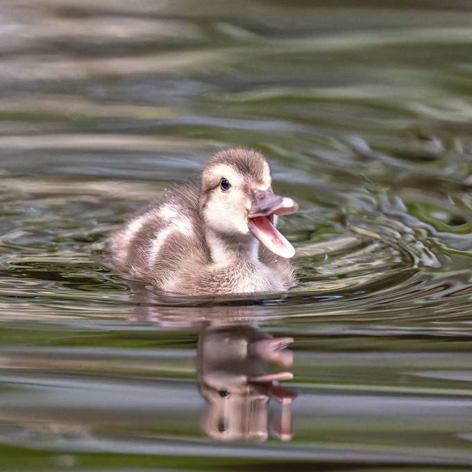 Diese seltenen Jungvögel gibt es aktuell im Zoo Zürich zu entdecken